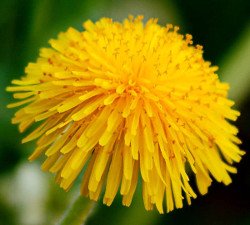 what are dandelions good for?
